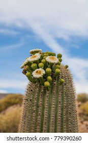 Saguaro Cactus In Bloom In Spring