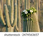 Saguaro cactus blooming flowers Saguaro National Park, ArizonaMORE DESERT SCENES