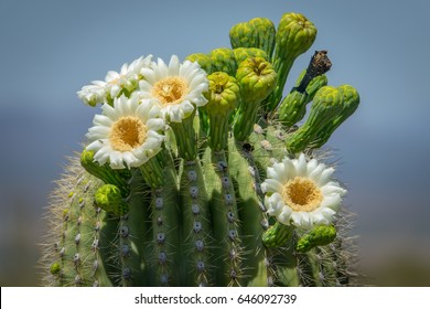 Saguaro Cactus Blossoms