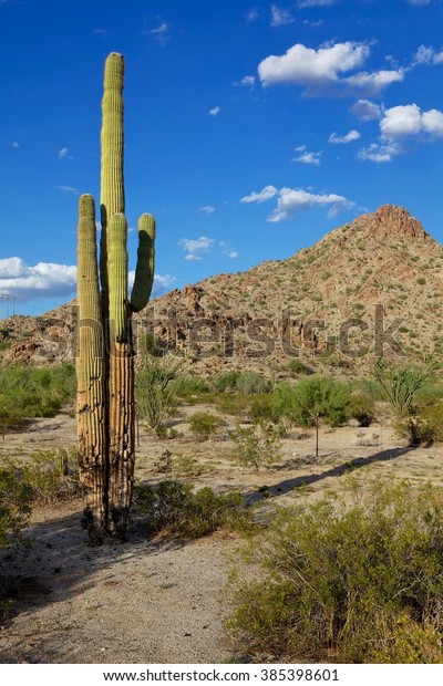 Saguaro Cactus California Stock Photo Edit Now 385398601