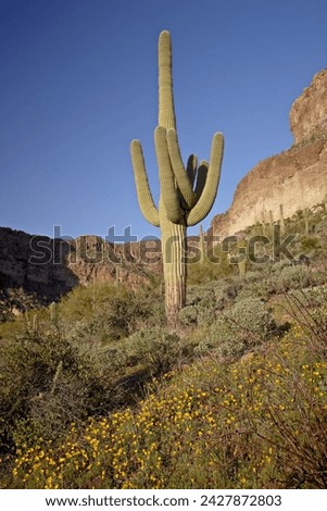 Saguaro cactus (carnegiea gigantea) among mexican gold poppy (eschscholzia californica mexicana), organ pipe cactus national monument, arizona, united states of america, north america