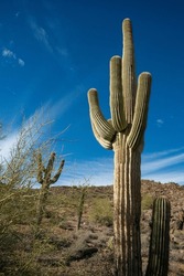 Saguaro Cactus (Carnegiea Gigantea) In Desert, Giant Cactus Against A Blue Sky In Winter In The Desert Of Arizona, USA