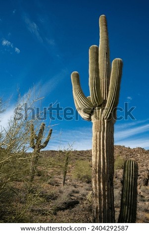 Saguaro Cactus (Carnegiea gigantea) in desert, giant cactus against a blue sky in winter in the desert of Arizona, USA
