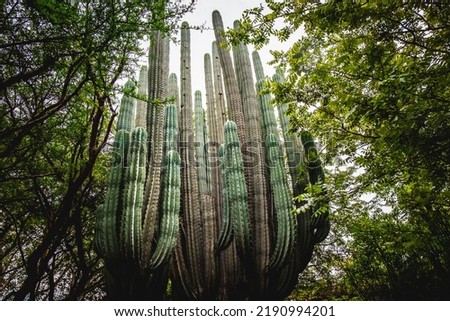 The saguaro cactus (Carnegiea gigantea) giant cactus in the forest desert, stunning tropical vegetation plant tree