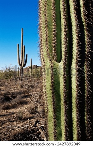 Saguaro cactus (carnegiea gigantea), saguaro national park, arizona, united states of america, north america