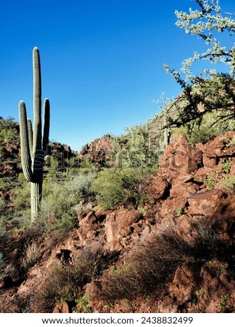 Saguaro cactus, Carnegiea gigantea, in Saguaro National Park West, at Contzen Pass, off Picture Rocks Road. Beautiful Southwestern Sonoran Desert landscape. Marana, Arizona, USA.