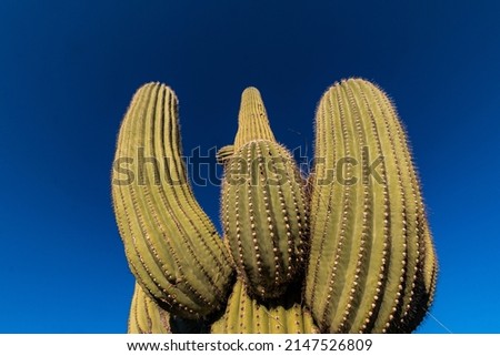 Saguaro Cactus (Carnegiea gigantea) in The Rincon Mountain District of Saguaro National Park, Tuscon, Arizona, USA