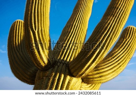 Saguaro Cactus Carnegiea gigantea Sunset.