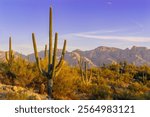 Saguaro cactus with Catalina mountains in the background of Honey Bee park, Tucson Arizona