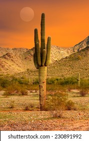 Saguaro Cactus Cereus Giganteus In Arizona Desert