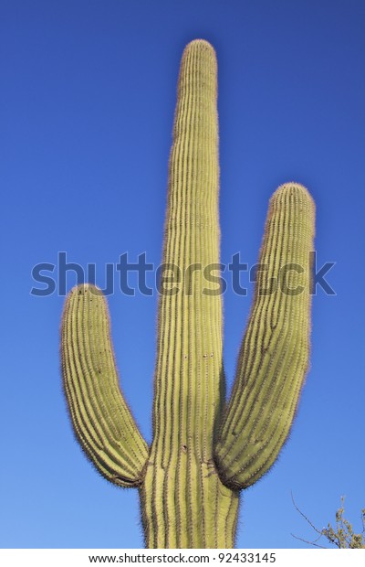 Saguaro Cactus Close Stock Photo (Edit Now) 92433145