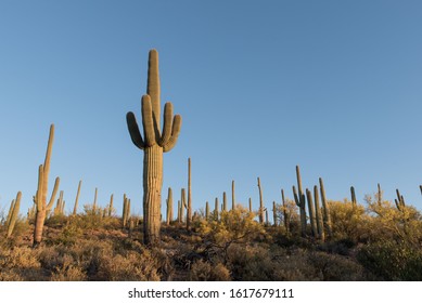 Saguaro Cactus In The Desert