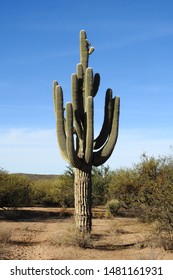 Saguaro Cactus, desert southwest, Salt River, Mesa, Arizona.