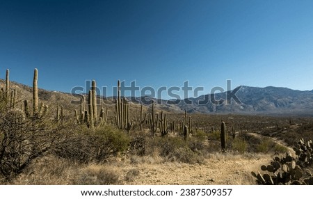 Saguaro Cactus Flank Hope Camp Trail Toward The Rincon Mountains in Saguaro National Park