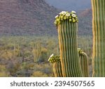 Saguaro Cactus Flowers 4K Photo
