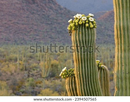 Saguaro Cactus Flowers 4K Photo