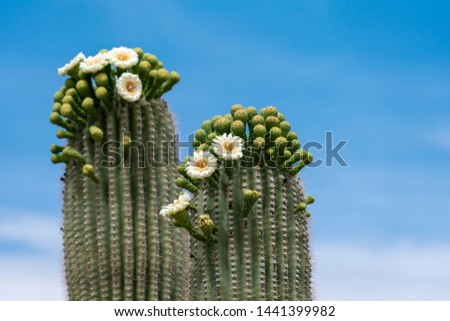 Saguaro Cactus Flowers on top against sky
