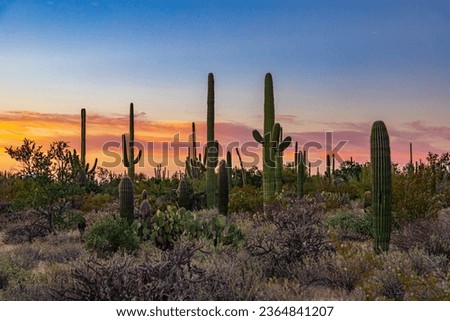 saguaro cactus landscape desert sunset 