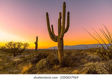 Saguaro Cactus in Saguaro National Park Arizona at sunrise