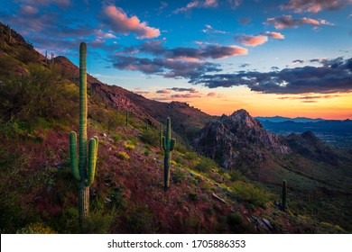 Desierto Del Arizona Imagenes Fotos De Stock Y Vectores Shutterstock