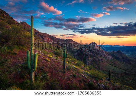 saguaro Cactus on Desert mountain Landscape during sunset 