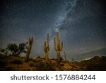 Saguaro cactus on hill at night