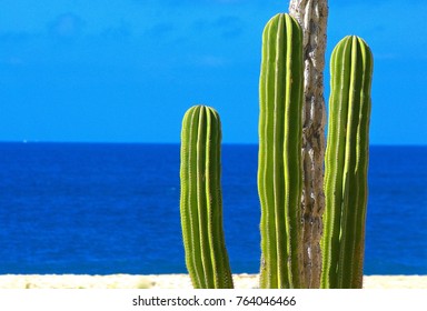 Saguaro Cactus On A Los Cabos Beach With The Ocean Background, Mexico