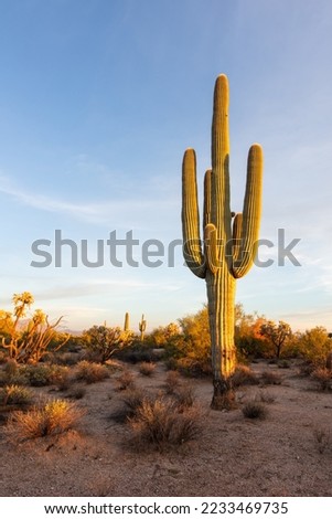 Saguaro cactus and scenic Sonoran Desert landscape in Arizona