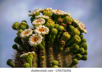 Saguaro Cactus Spring Bloom In Arizona