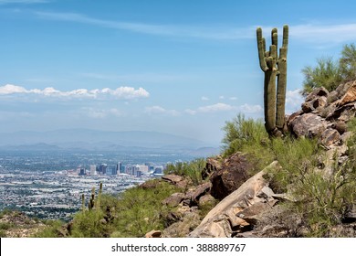 A Saguaro cactus stands watch over the city of Phoenix.