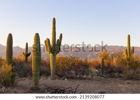 Saguaro cactus at sunset in Arizona