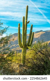 Saguaro cactus with towering moutain background with blue sky and puffy clouds with foreground shrubs and plants. In the hills of the sonora desert in late afternoon sun in Arizona wilderness. - Shutterstock ID 2254862645