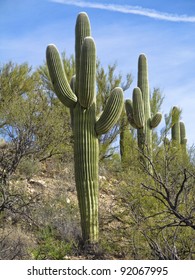 Saguaro Cactus In Tucson, Arizona