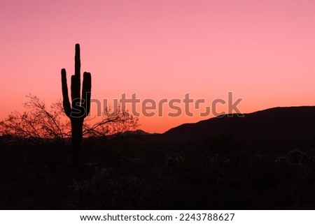 Saguaro Cacus at Sunset in Saguaro National Monument Arizona 