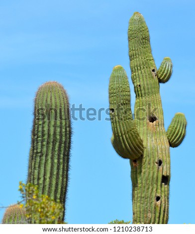 Saguaro (Carnegiea gigantea) is an arborescent (tree-like) cactus species in the monotypic genus Carnegiea, which can grow to be over 40 feet (12 m) tall. 