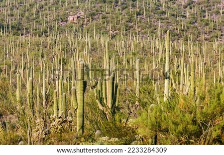 Saguaro (Carnegiea gigantea), National Park, Tucson, Arizona, USA