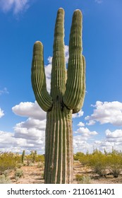 Saguaro And Clouds - Red Rock, Arizona - January 2022