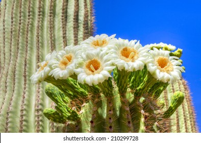 Saguaro Flowers In Full Bloom.