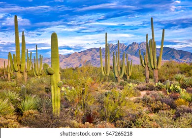 Saguaro And Four Peaks Near Phoenix, Arizona.