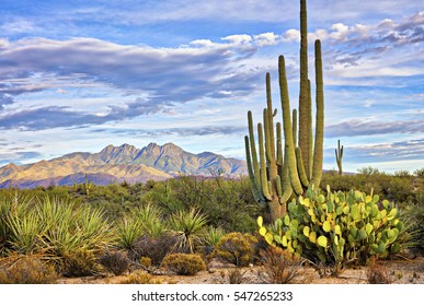 Saguaro and Four Peaks near Phoenix, Arizona.
