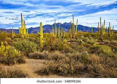 Saguaro And Four Peaks Near Phoenix, Arizona.