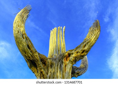 Saguaro National Monument. Saguaro Praying To The Moon Near Dusk.