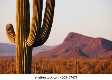 Saguaro National Park