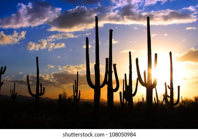 Saguaro National Park