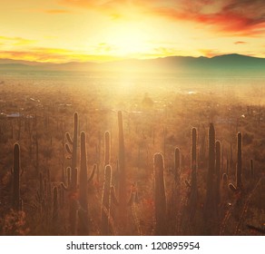 Saguaro National Park