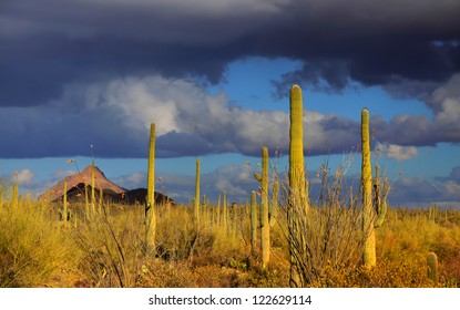 Saguaro National Park