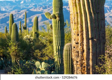 Saguaro National Park