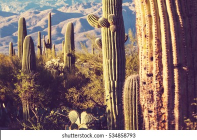 Saguaro National Park