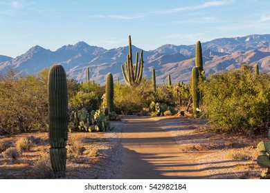 Saguaro National Park