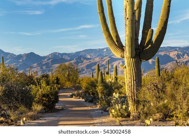 Saguaro National Park